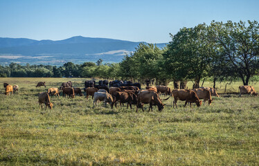 Cows on a meadow in Georgia, Caucasus region