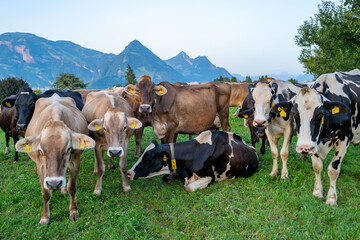 Cows are grazing on a meadow in Switzerland. Cattle pasture in a green field.