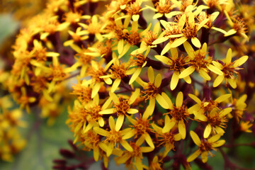 Roldana petasitis, also known as the velvet groundsel or Californian geranium. Yellow flowers.