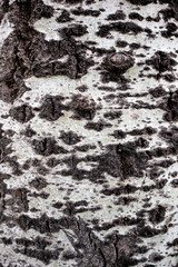 Relief wood texture. Tree background.