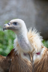 Imposing vulture in its natural environment, highlighting its penetrating gaze and detailed plumage with an out-of-focus background.