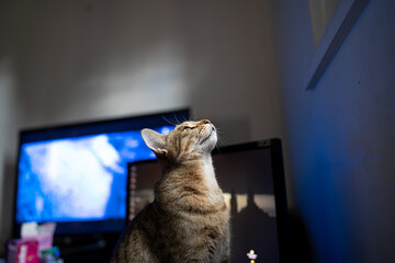 Une chat