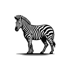 Fototapeta na wymiar Zebra isolated vector illustration