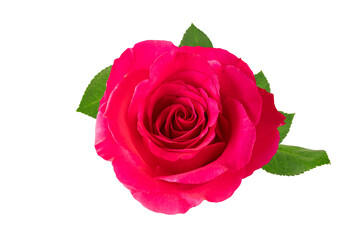 Single fresh red pink rose flower with leaves isolated on white background.