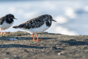 Turnstone on the sea wall Whitby, North Yorkshire, UK