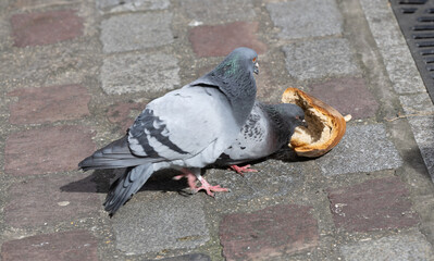Obraz premium City pigeons, feeding on bread, a large piece is dropped on the street of Paris.