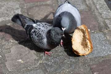 Fototapeta premium City pigeons, feeding on bread, a large piece is dropped on the street of Paris.