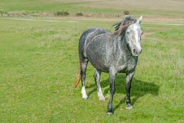 Naklejka na ściany i meble A grey pony standing tall against a backdrop of lush green meadow, East Sussex,