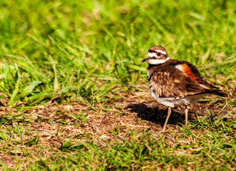 A killdeer (charadrius vociferus), walking on the ground.  This tiny bird spnds a lot of its life and nests on the ground. 