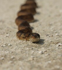 Florida Banded Water Snake Non Venomous Important Rodent Controlling Species