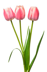 Bouquet white-pink striped tulips isolated on white background. Still life, wedding. Flat lay, top view