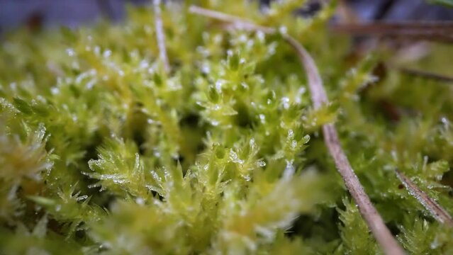 Frozen green moss in macro
