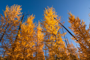 Orange Tamarack Sentinels