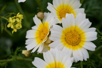 Fototapeta premium Close up of Crown Daisy flower.Crown Daisy