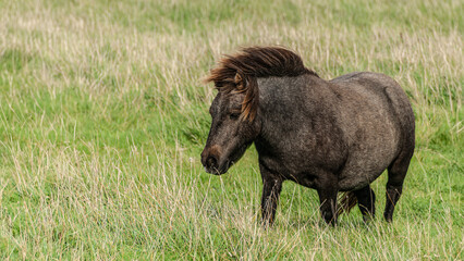 A black grey pony standing tall against a backdrop of lush green meadow, East Sussex,
