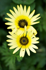 Close up of Crown Daisy flower.Crown Daisy