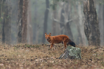 Dhole or Asiatic or Indian or Red Wild Dog - Cuon alpinus is canid native to Asia, genetically close to species within the genus Canis, living and hunting i pack in Indian jungle