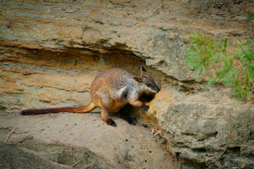 Herberts rock-wallaby - Petrogale herberti on the rocky riverside, kangaroo species found in northeastern Queensland in Australia, the largest of the related group of Queensland rock-wallabies