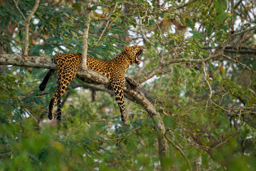 Leopard - Panthera pardus, big spotted yellow cat in the tree in India or Africa, genus Panthera...