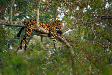 Leopard - Panthera pardus, big spotted yellow cat in the tree in India or Africa, genus Panthera...