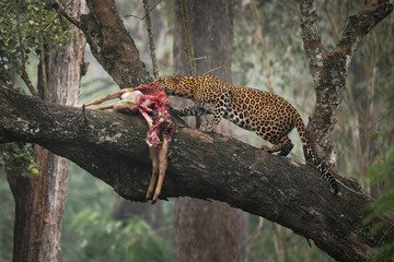 Leopard - Panthera pardus, big spotted yellow cat, male feeds on hunted prey on the tree branch , India or Africa, genus Panthera family Felidae, partly eaten corpus of the death preyin the jungle - obrazy, fototapety, plakaty