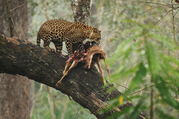 Leopard - Panthera pardus, big spotted yellow cat, male moving hunted prey on the tree branch ,...