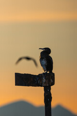 A cormorant in golden sunset with seagul and mountains behind it.