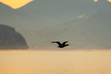 Obraz premium A cormorant flying over the ocean between mountains in golden light