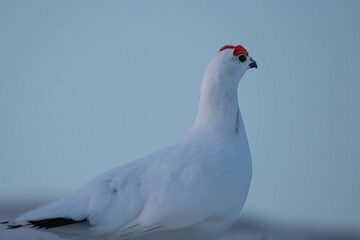 A Willow Ptarmigan in winter coat seen from the side, blue background