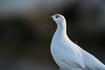 A Willow Ptarmigan closeup, seen from side, bokeh background © Snorre