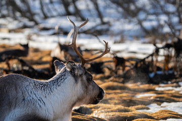 A closeup of a reindeer, snow in background breath visible in the cold