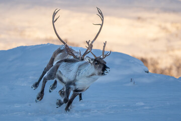 Two reindeer chasing each other in the snow, running towards the camera, mountains in background