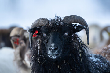 A black sheep looking towards the camera, blurry background