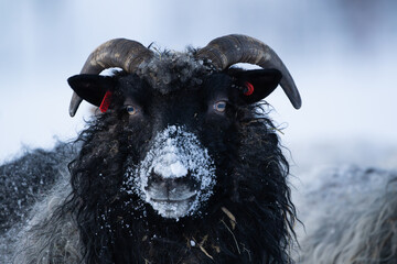 A black sheep with snow on its snout looking into the camera