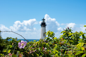 Lighthouse on a sunny day with plants in foreground