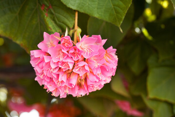 Dombeya wallichii, or tropical hydrangea,  stunning pink flowers