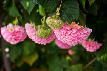 Dombeya wallichii, or tropical hydrangea,  stunning pink flowers