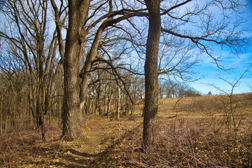 Fototapeta na wymiar The bright blue sky adds a splash of color to the drab late-Winter landscape along the Ice Age Trail near Cross Plains, Wisconsin