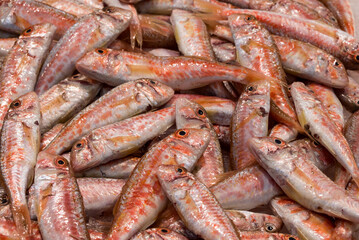 fish market with many different fresh fishes