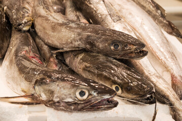 fish market with many different fresh fishes