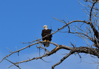 bald eagle on branch