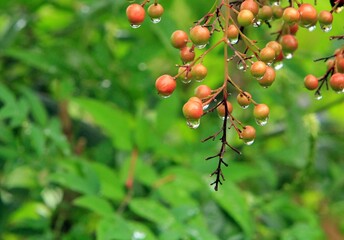 식물 , 남천 열매