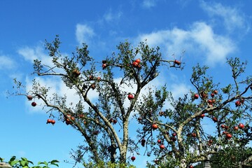 식물 - 석류 열매