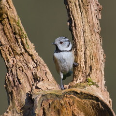 Small bird Lophophanes cristatus aka Crested tit is doing gymnastics on dry tree.