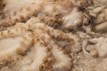fish market with many different fresh fishes