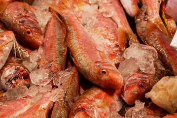 fish market with many different fresh fishes