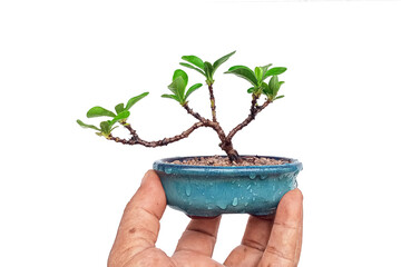 Small Ixora in ceramic pot In process bonsai
