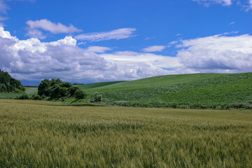 夏の富良野・美瑛