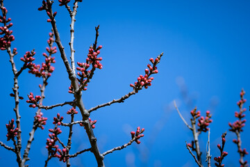 梅の蕾と青空