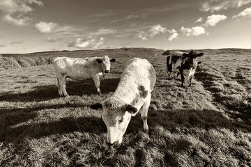Three cows grazing on an expansive grassy field, under a vast sky with scattered clouds, high on...